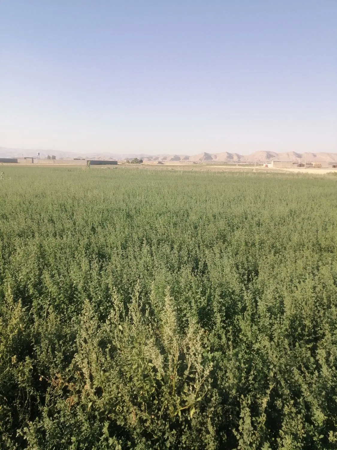 زمین باغی