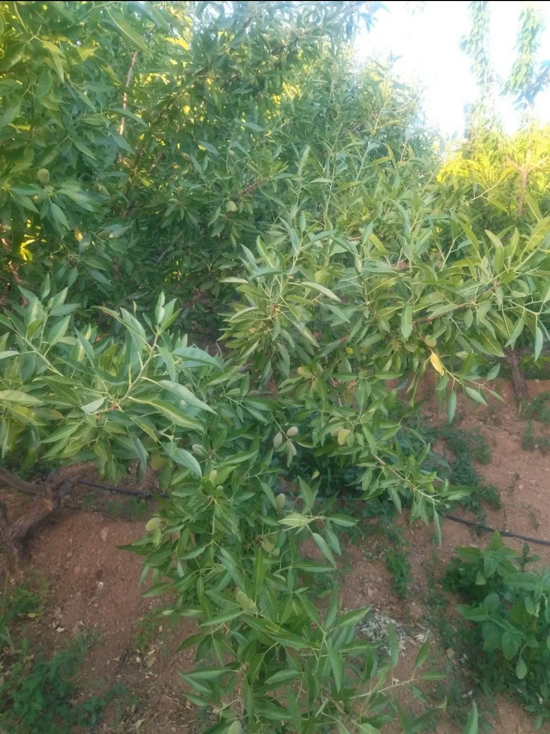 فروش باغ عمان سامانی
