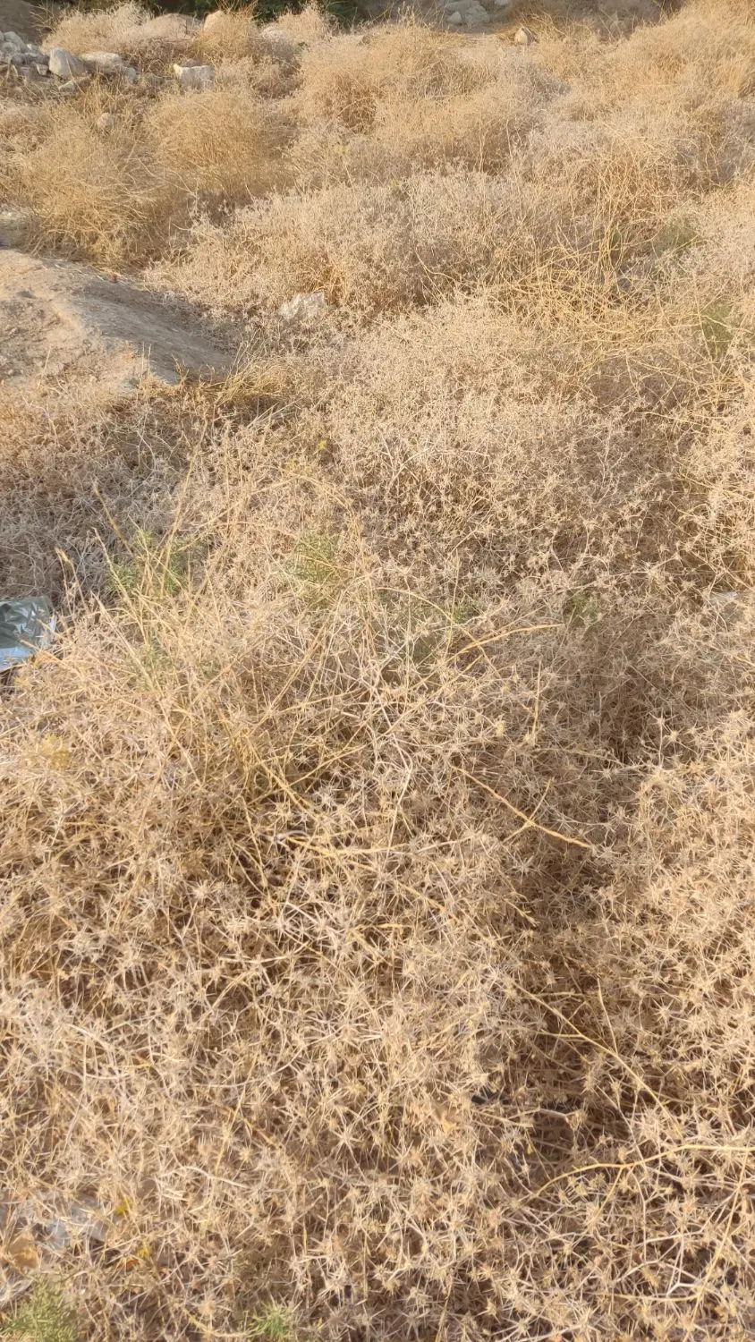 زمین مسکونی