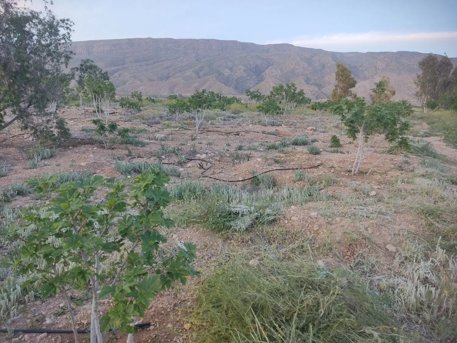 فروش باغ انجیر