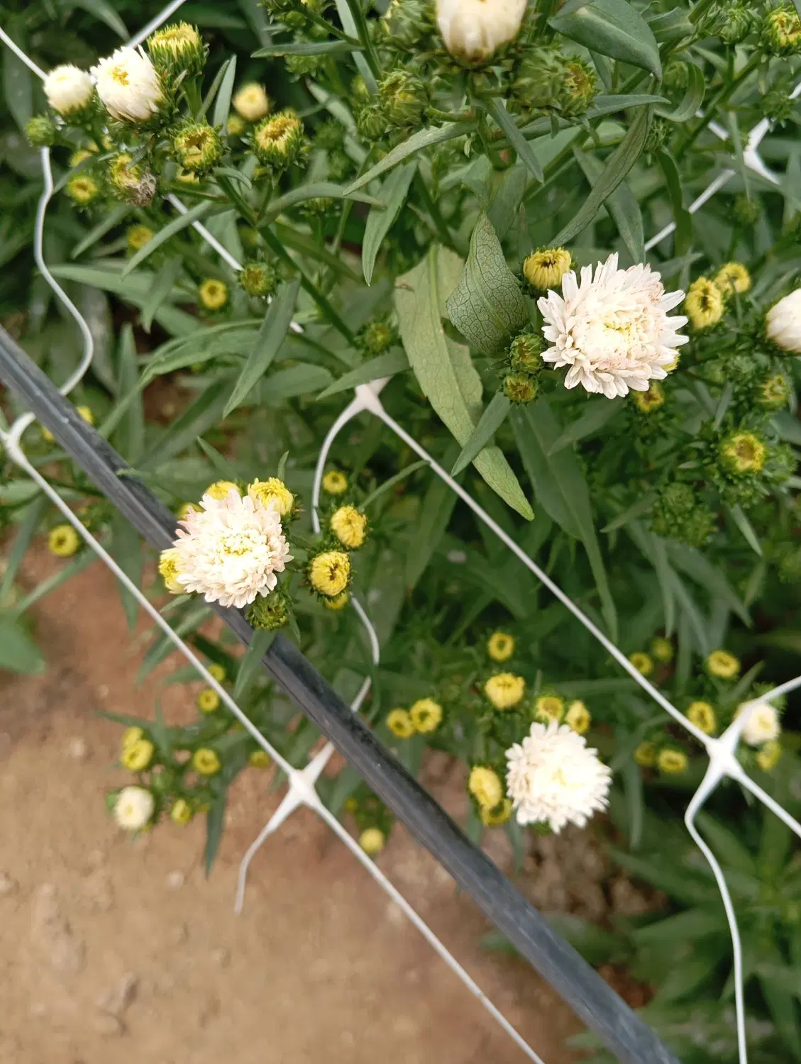 گلخانه رعیتی