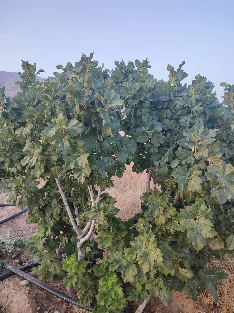 یک هکتار باغ انجیری کنار اتوبان اصلی با سند تک برگ