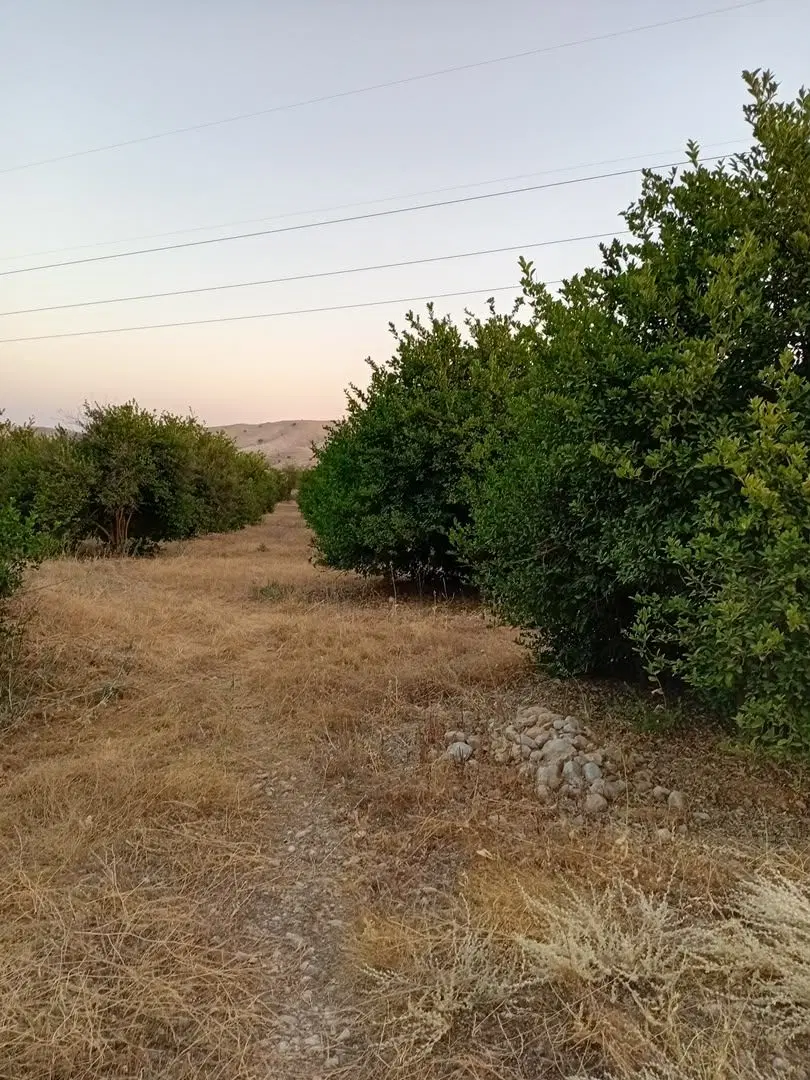 فروش باغ