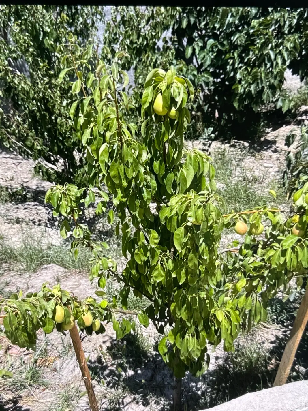 باغ شیک در کاهو