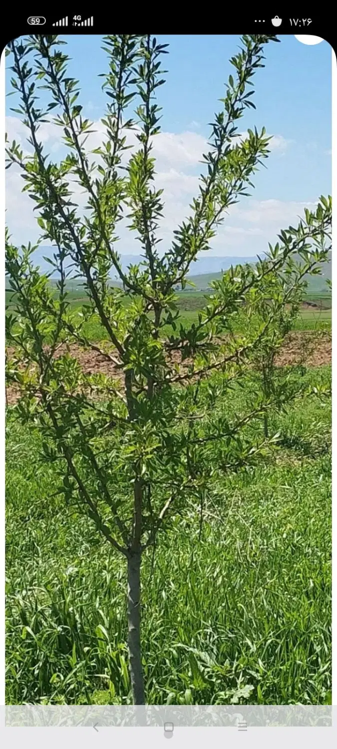 زمین مسکونی