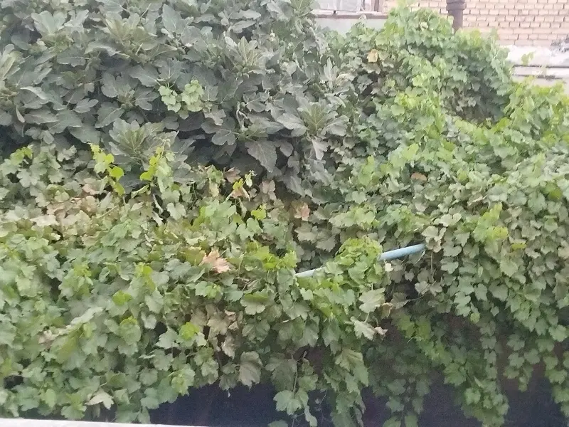 منزل  ۸۰ متری درب ساخت حیاط دار