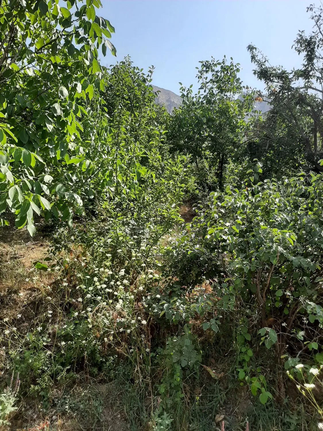 باغ جاده چالوس