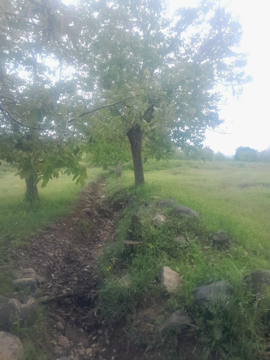 فروش باغ گردو