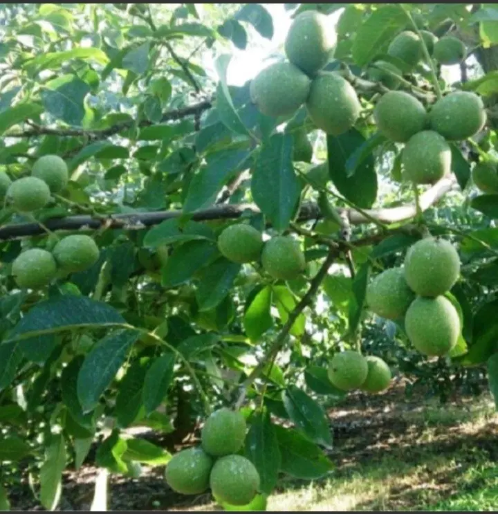 باغ گردو