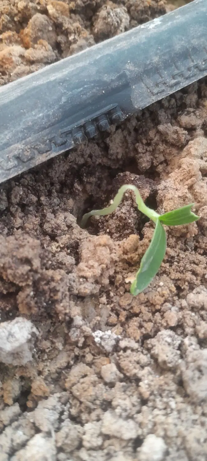 گلخونه فروشی