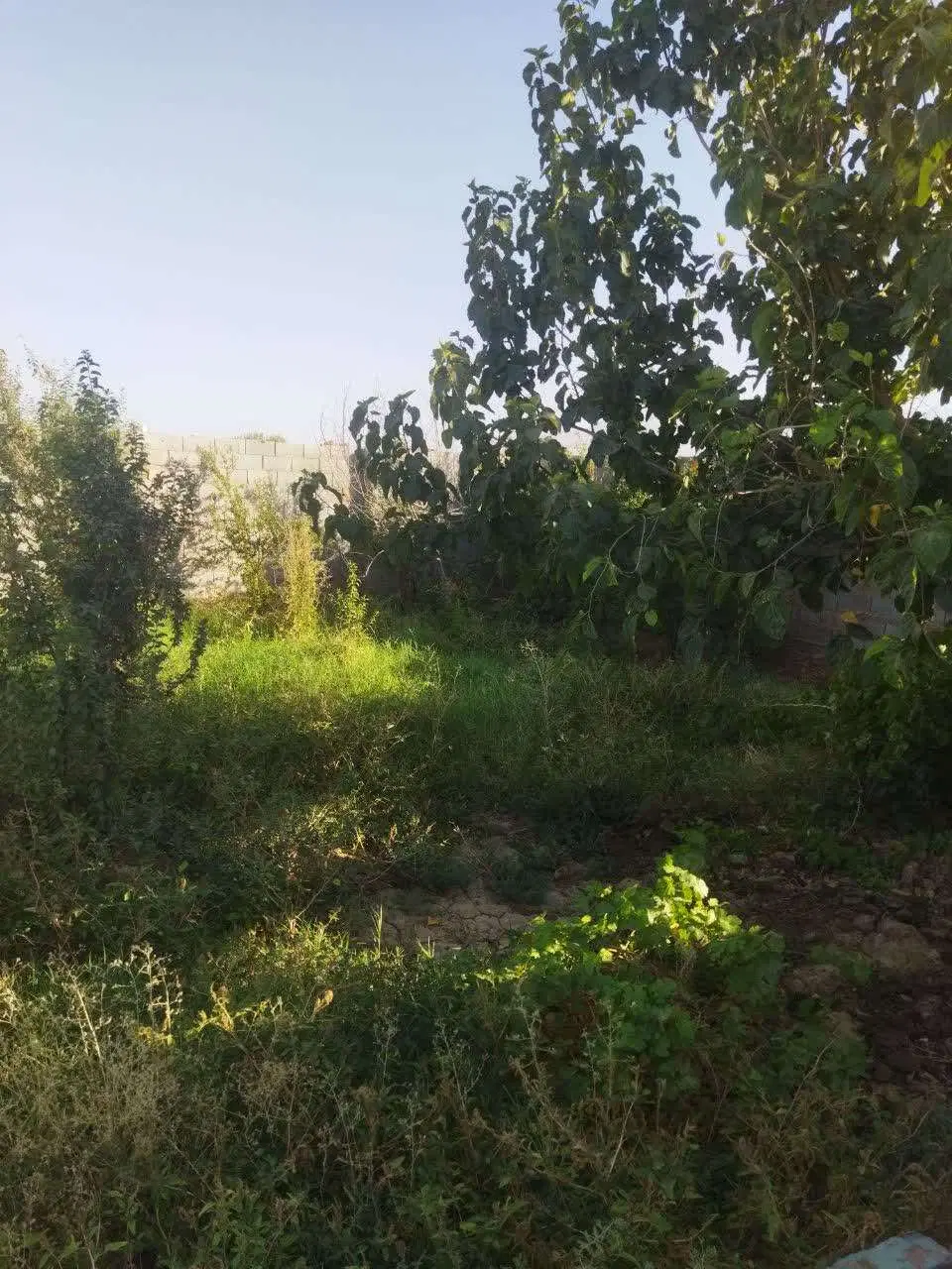 باغ دهنو