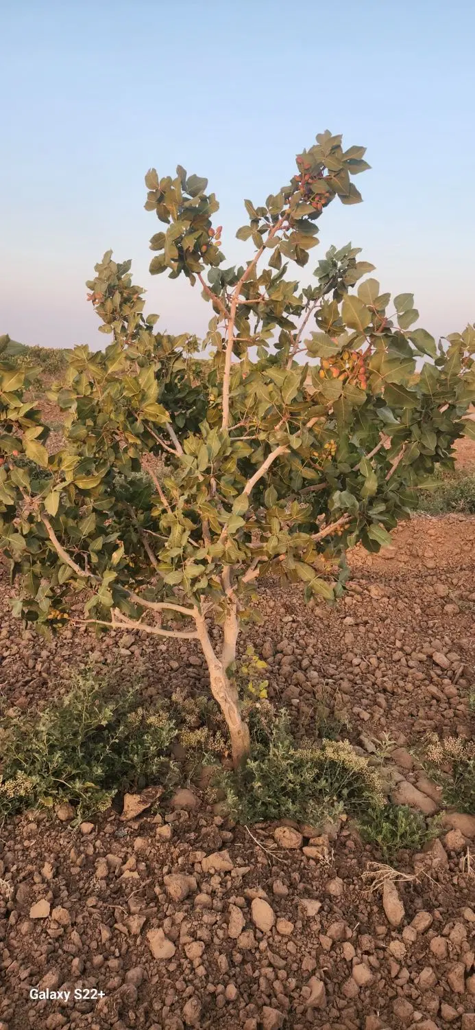 باغ پسته