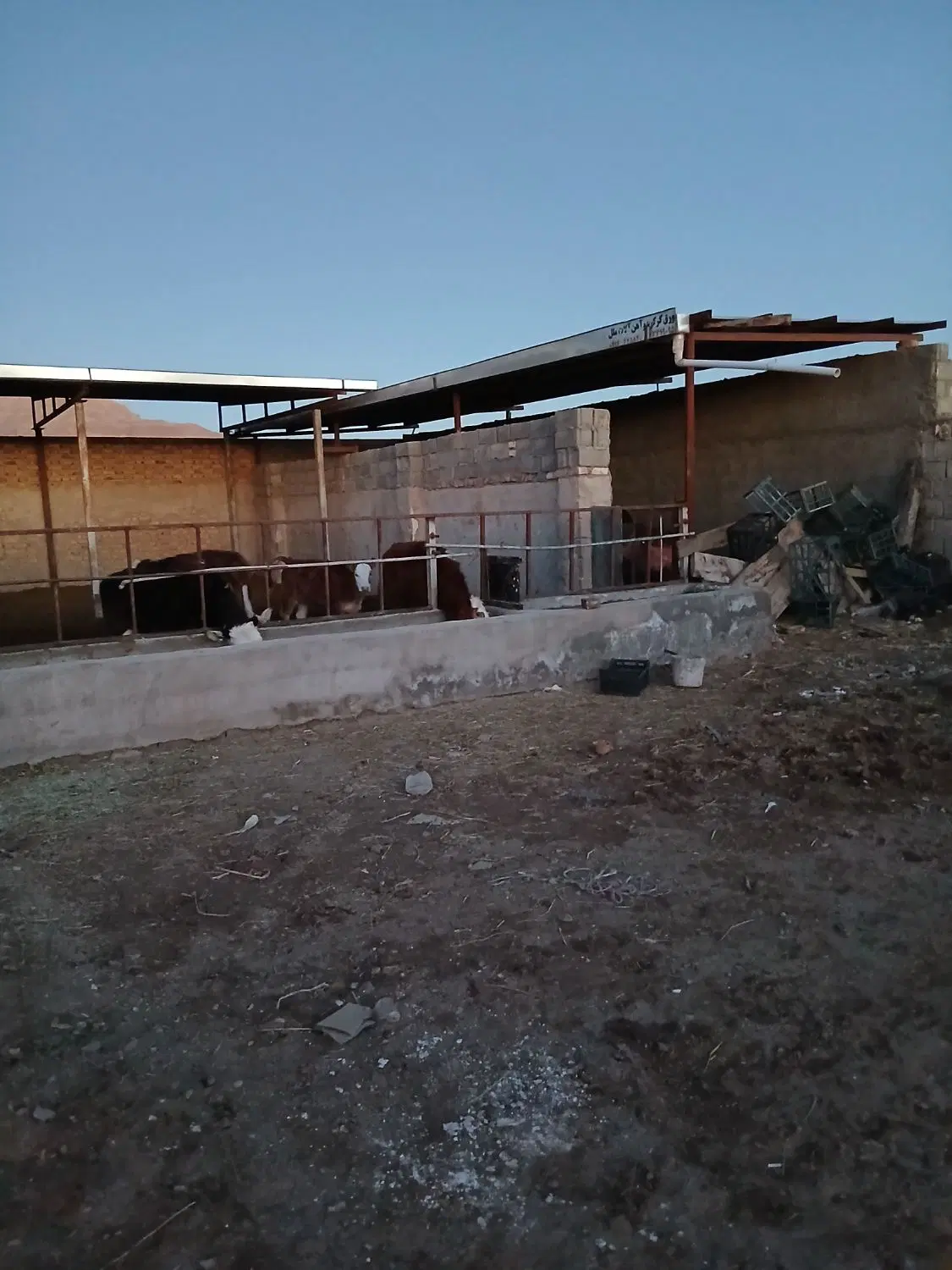 فروش گاو داری