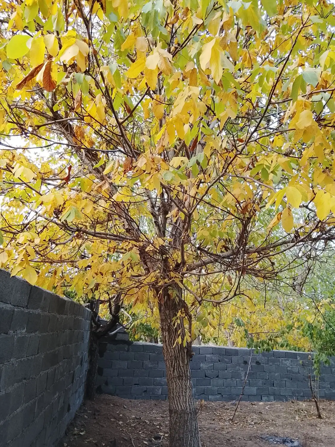 باغچه کرمجگان