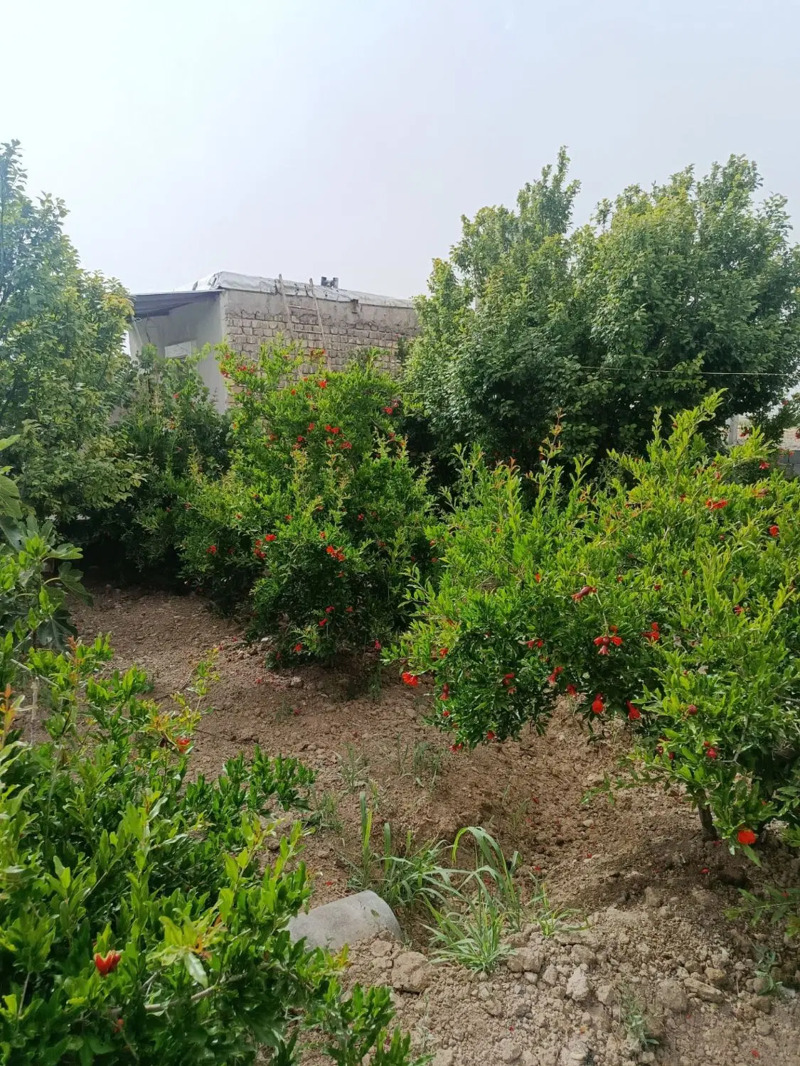 باغ فروشی ساوه الوسجرد