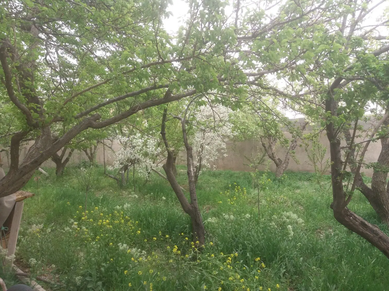 باغ ویلا