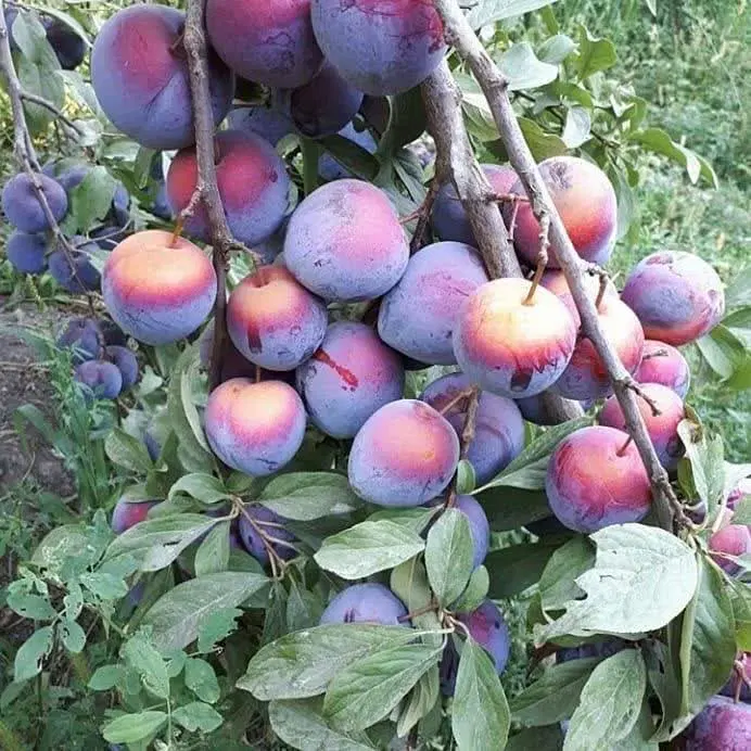 فروش ویژه باغ میوه 1000 و 2000 متری_ مجوز دار