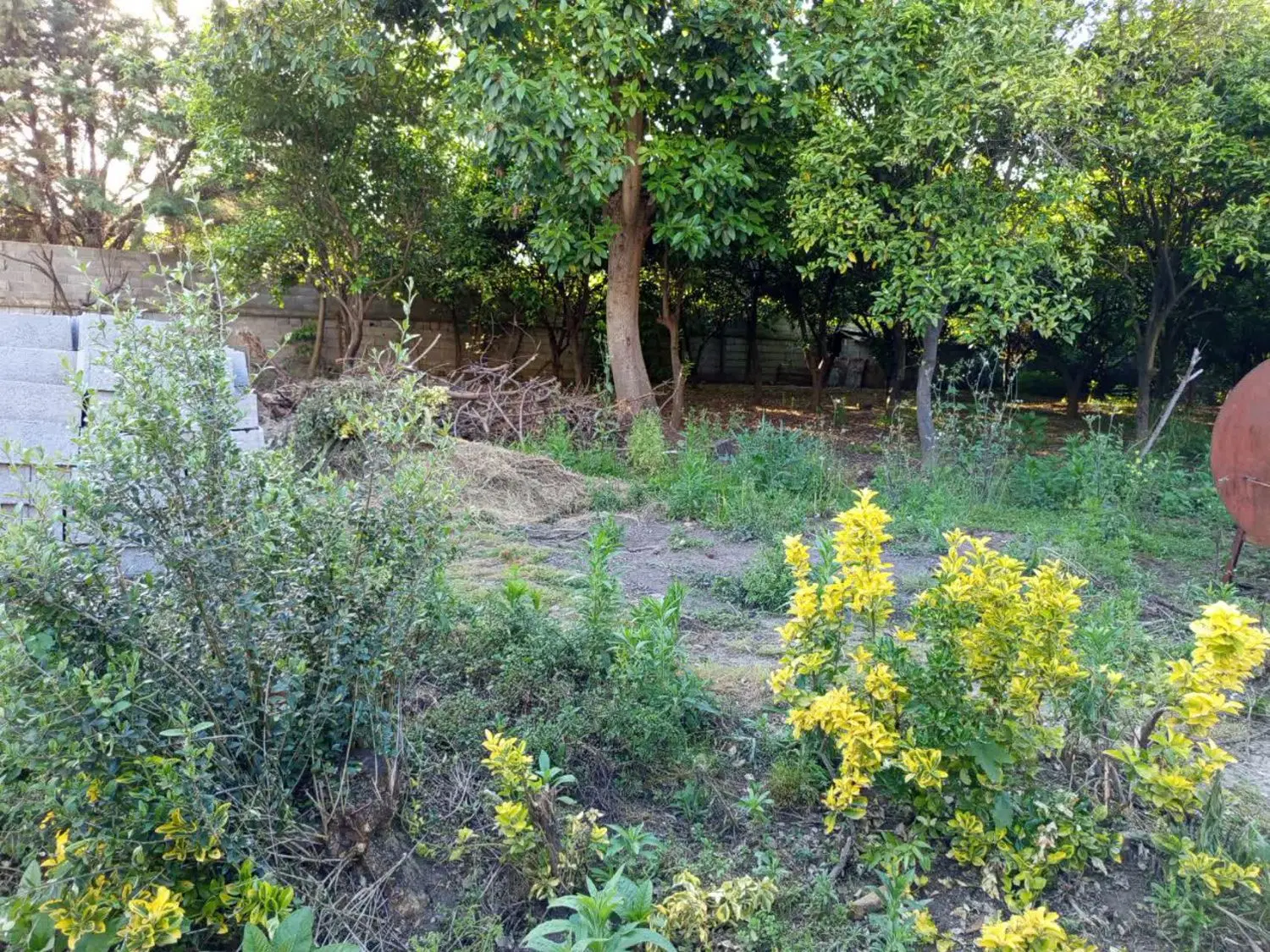 فروش زمین در علی اباد میر