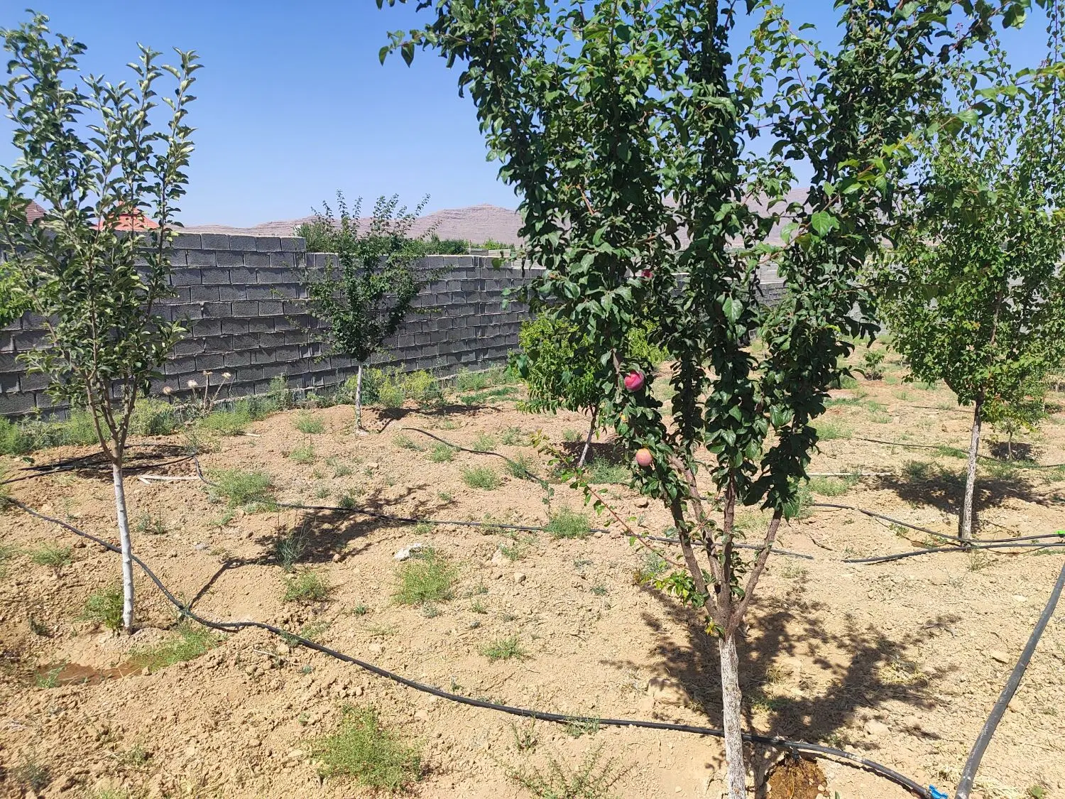 فروش باغ لاکچری خان زنیان