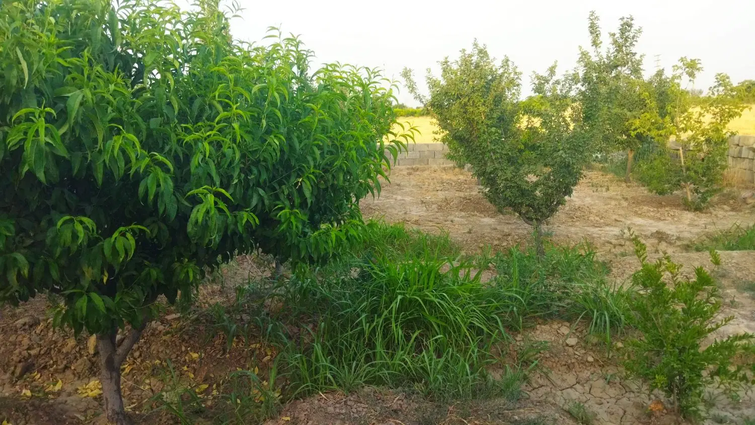 باغچه پانصد متری و هزار متری