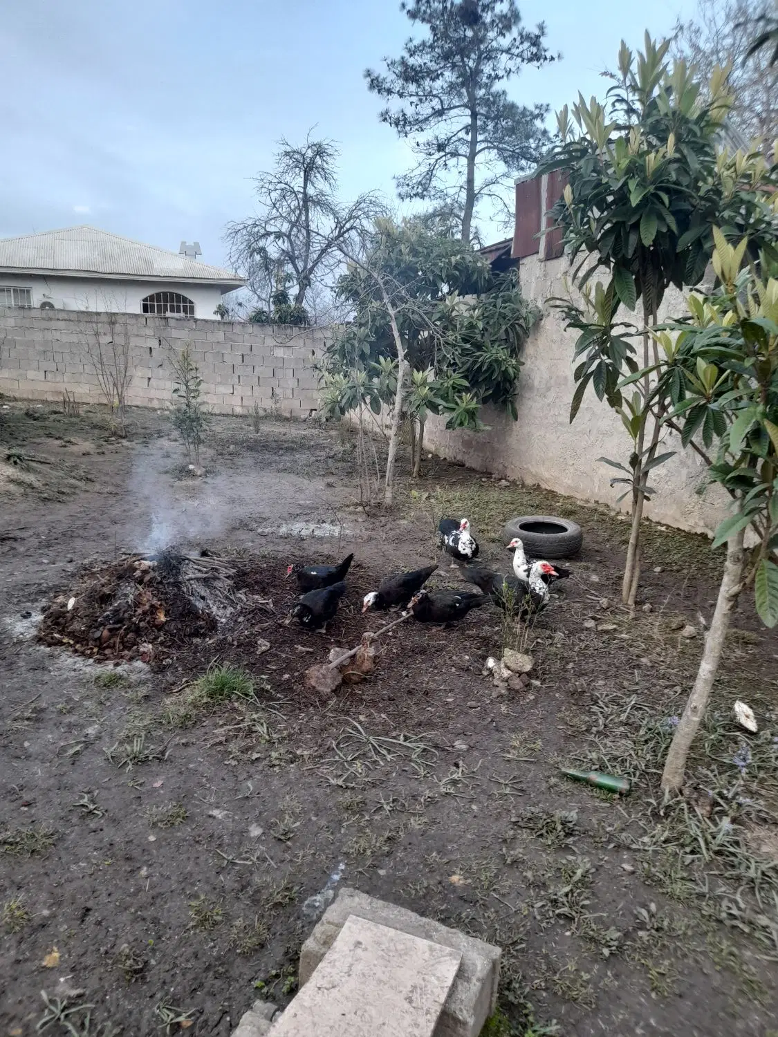 فروش زمین و خانه کلنگی