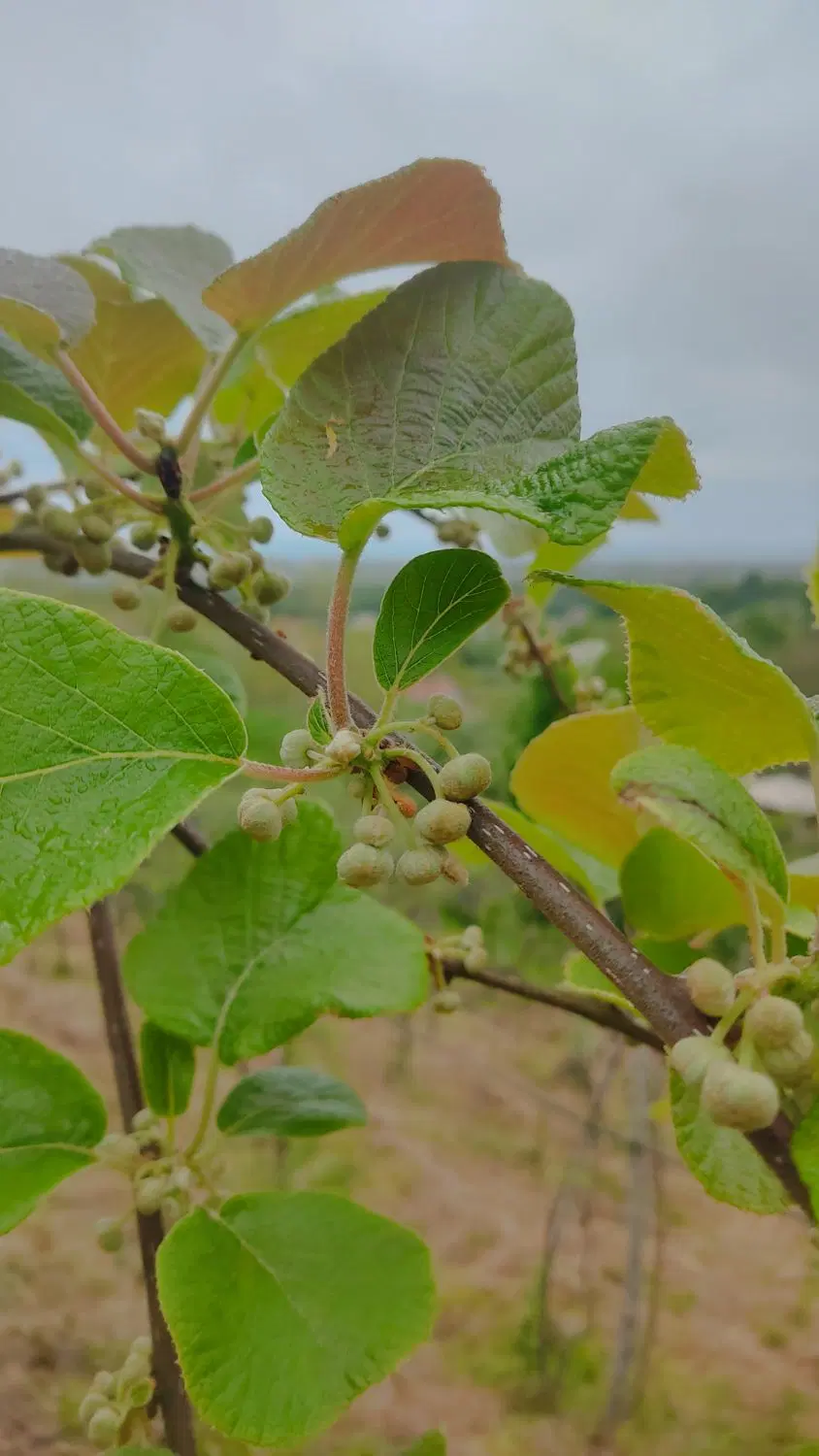 زمین ویلایی