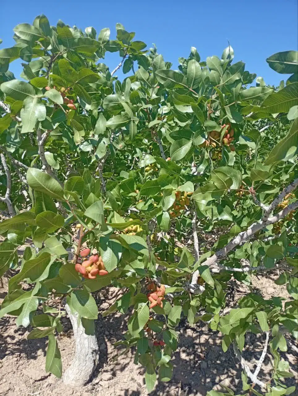 فرصت استثنایی خرید باغ پسته سرمایه‌گذاری مطمئن