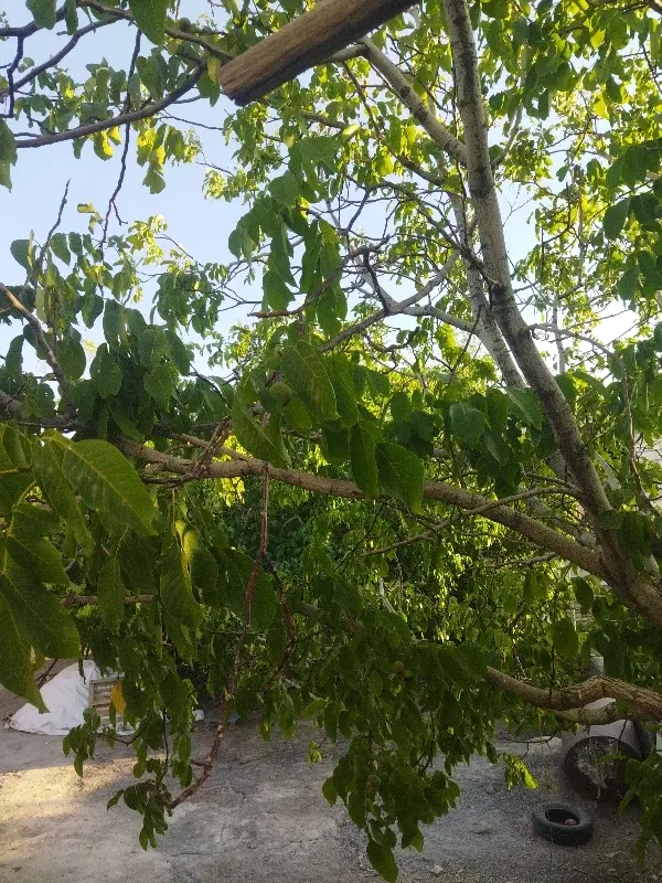 زمین کشاورزی