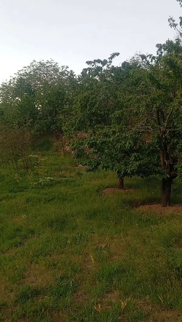 ملک ، باغچه