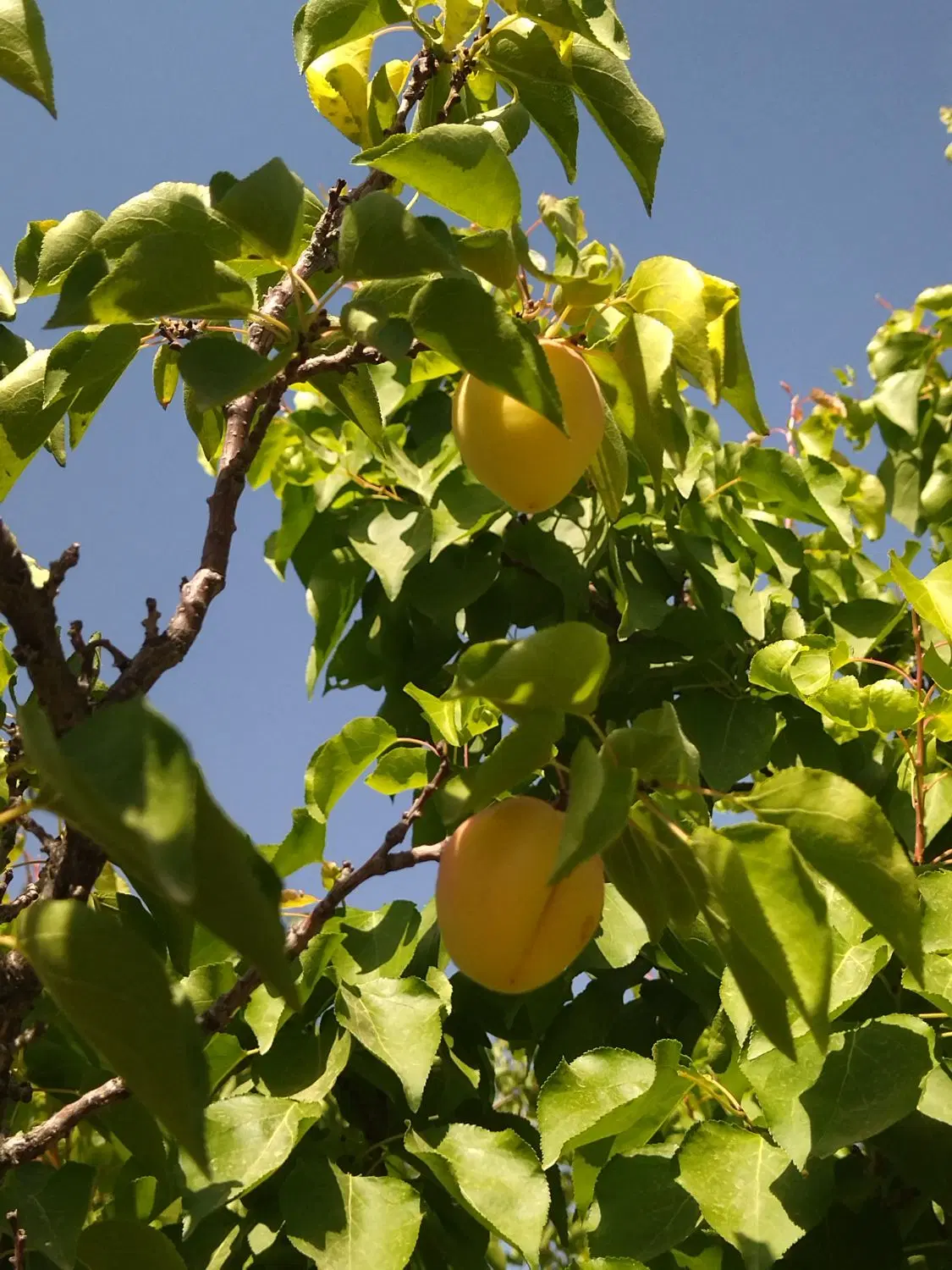 زمین،باغ،آبسرد