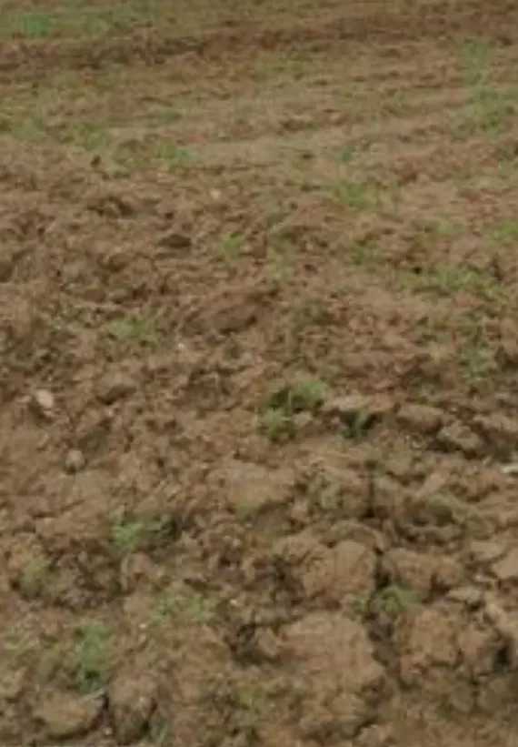 زمین کشاورزی ۸۰۰۰ متری با آب حسین آباد نظراباد
