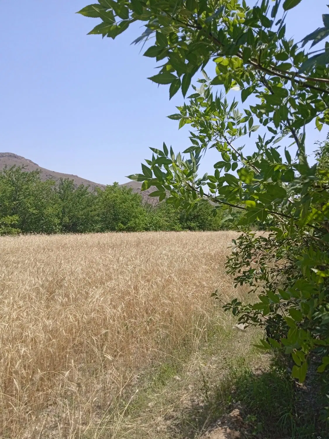 زمین کشاورزی