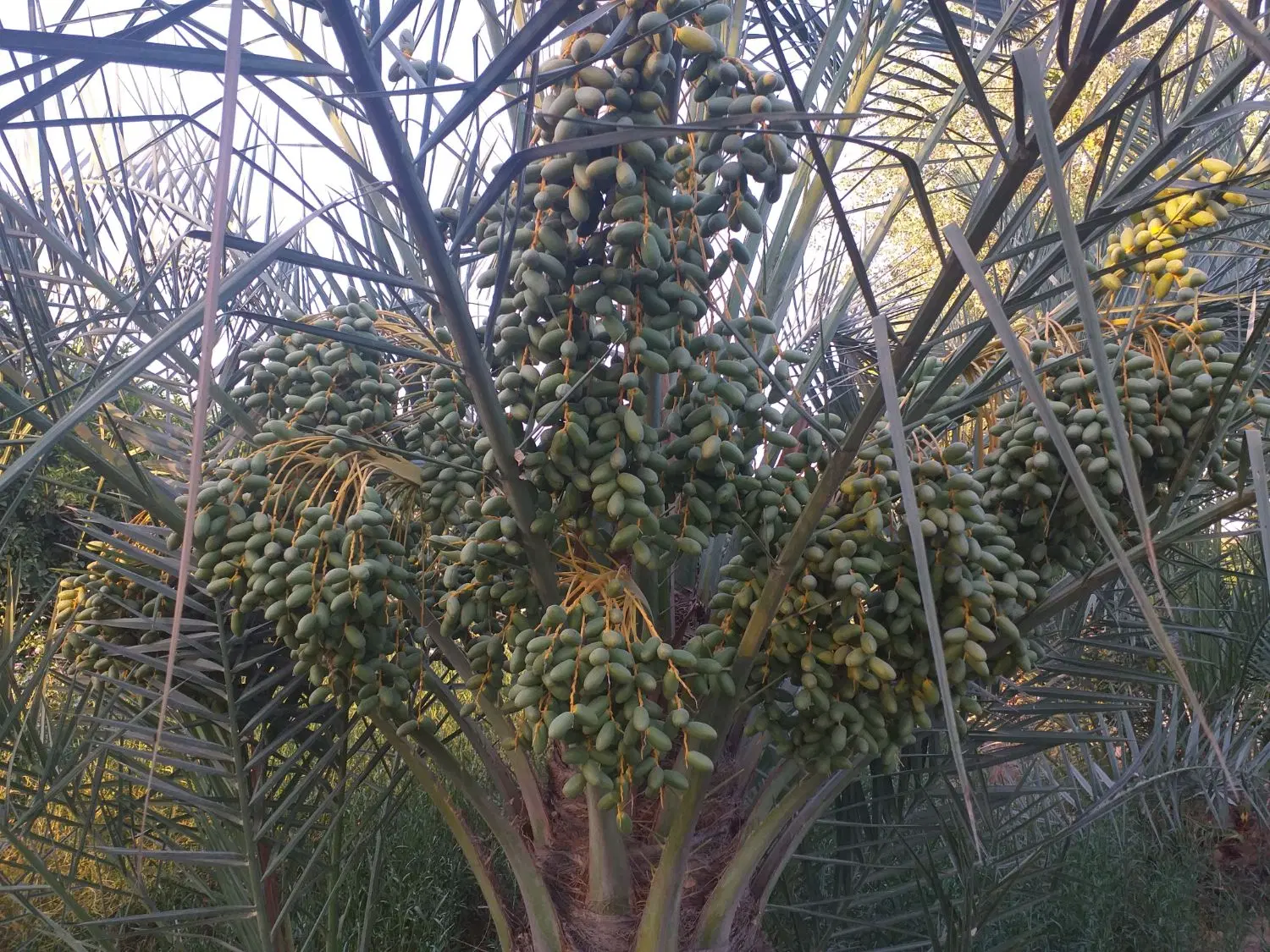 باغ ویلا