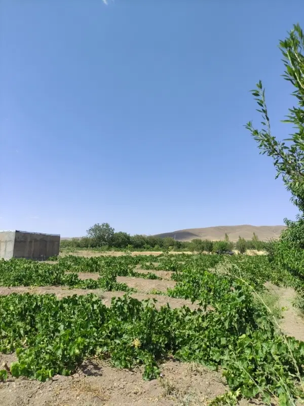 فروش گل و گیاه و طبیعت تماس