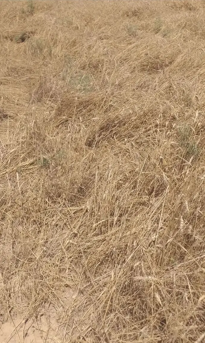 4هکتاری