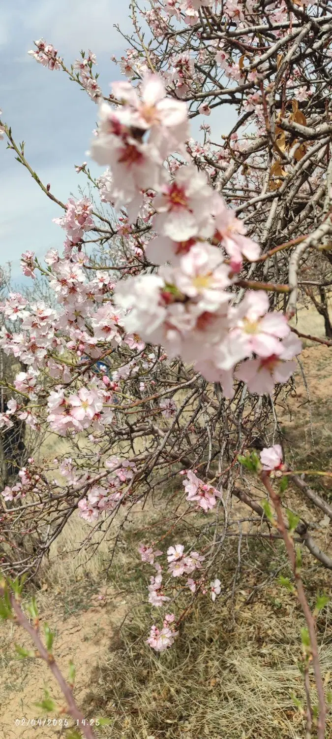 باغ وزمین