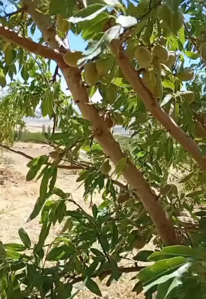 باغ