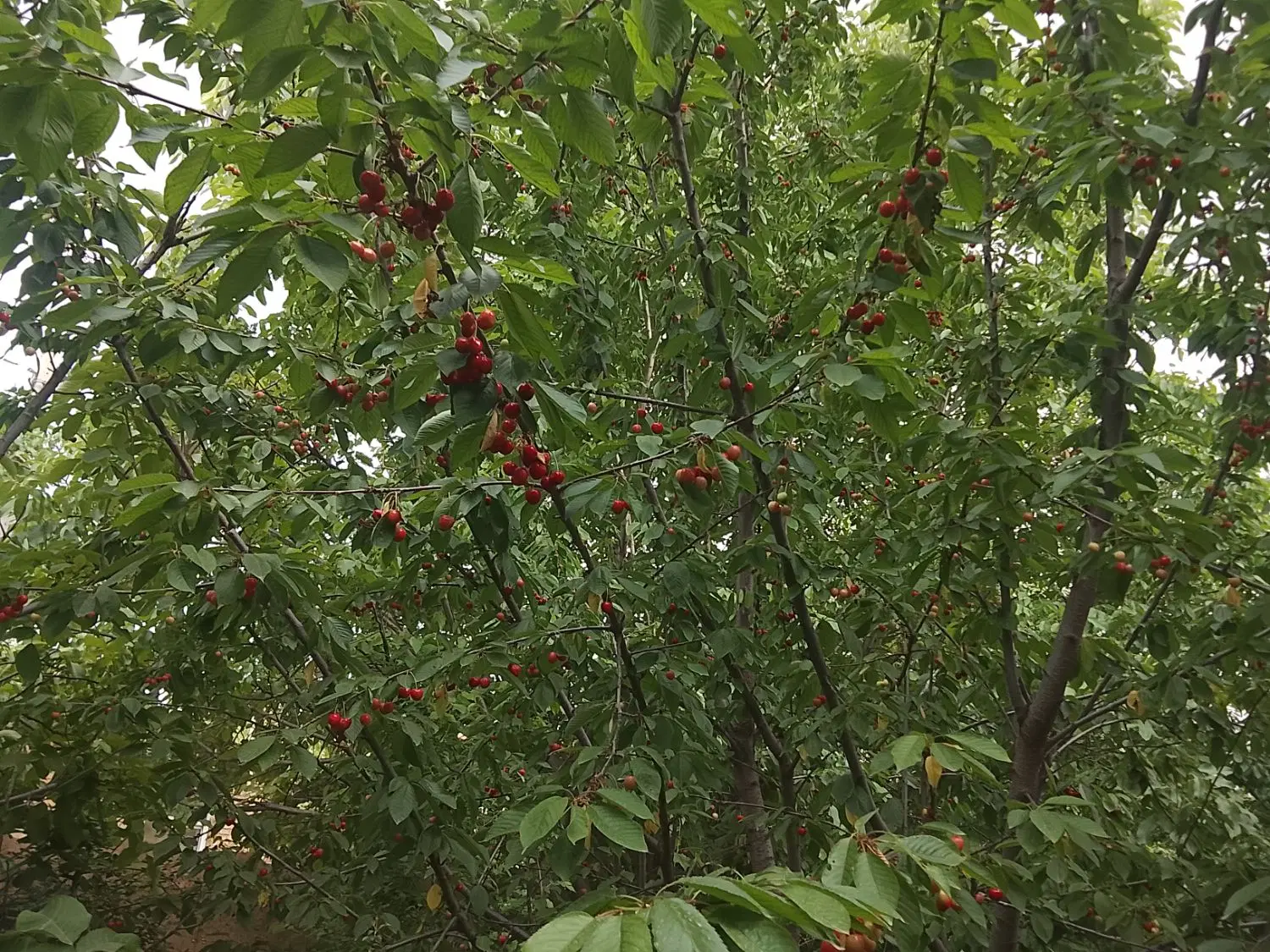 اجاره باغ گیلاس