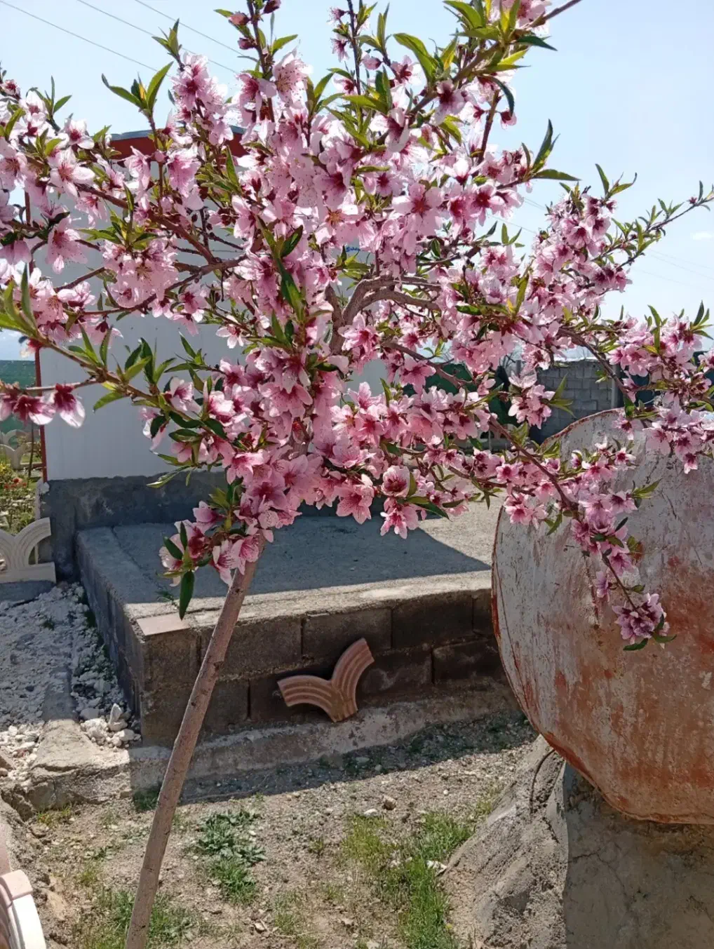 باغ در شورین جاده رباط