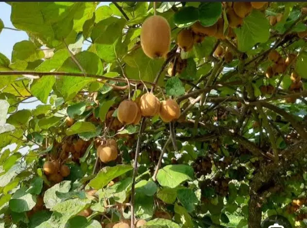 فروش باغ کیوی