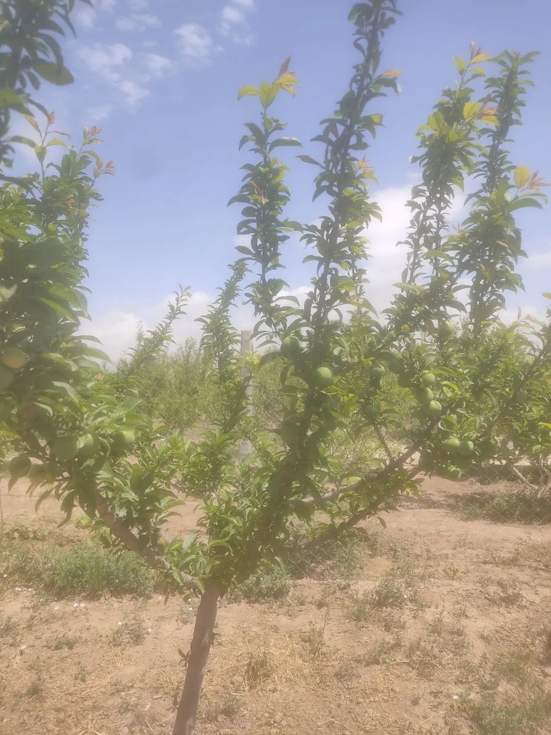 باغچه