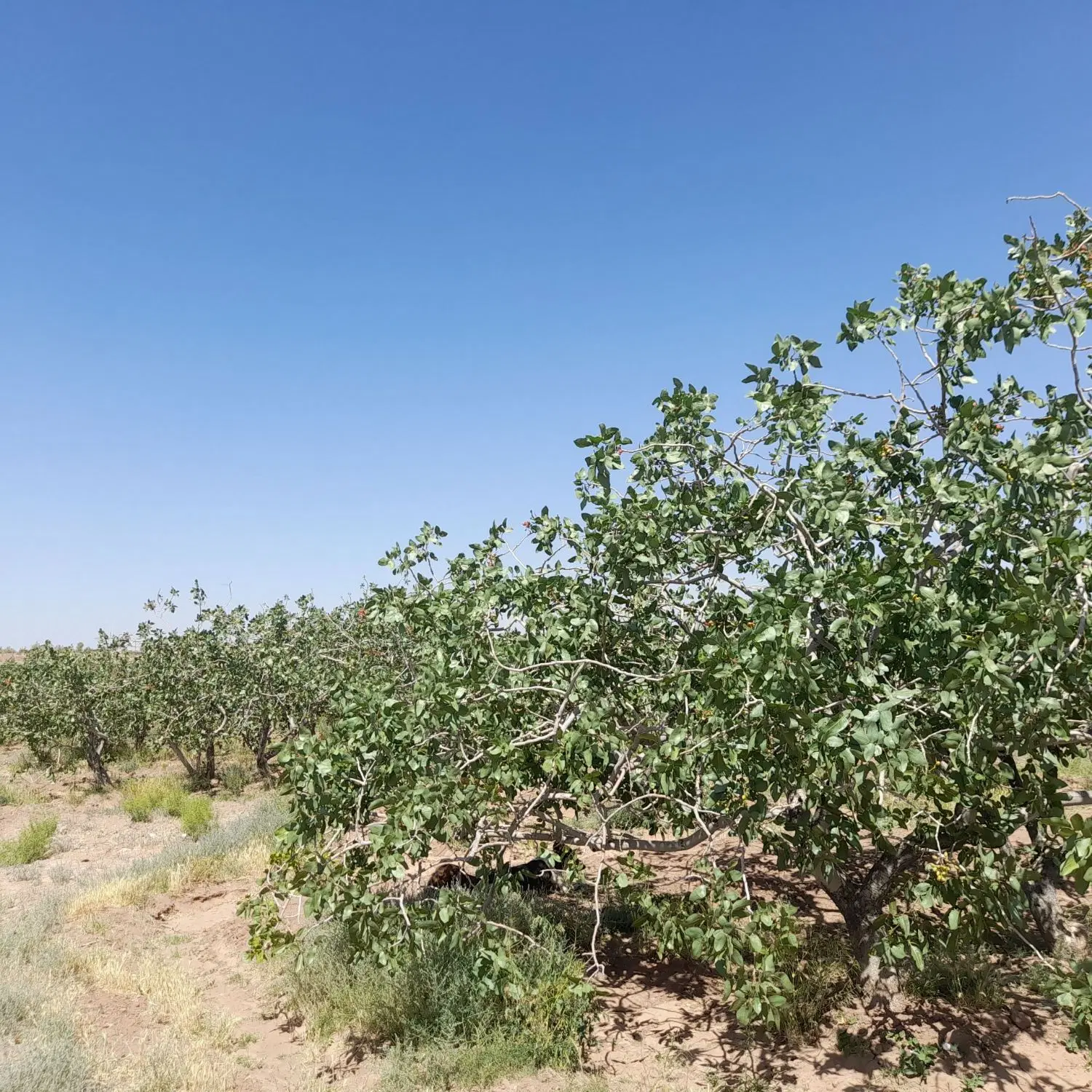 زمین پسته ای 95 قصب با دو ساعت آب