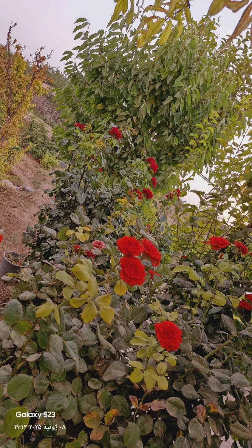 باغ ۱۰۰۰متری قوچحصار