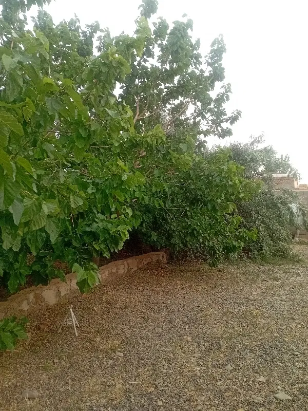 باع تو خسروجرد