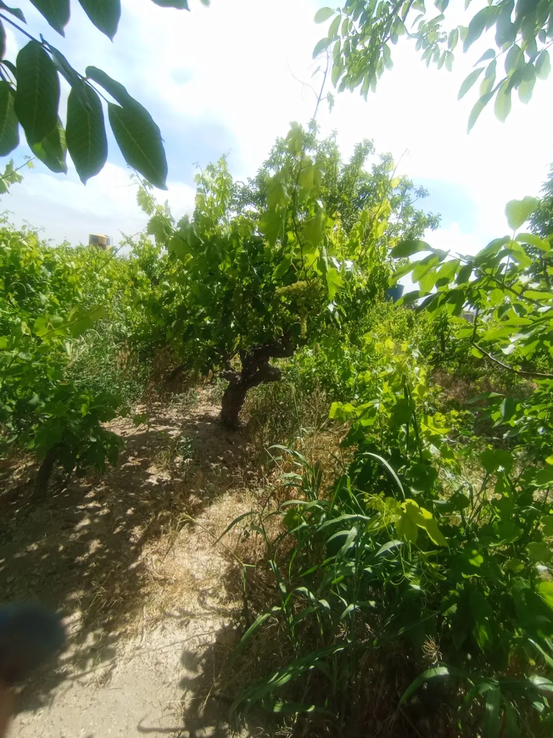 باغ و باغچه _ سند آب _ چهار دیواری با درب مجزا