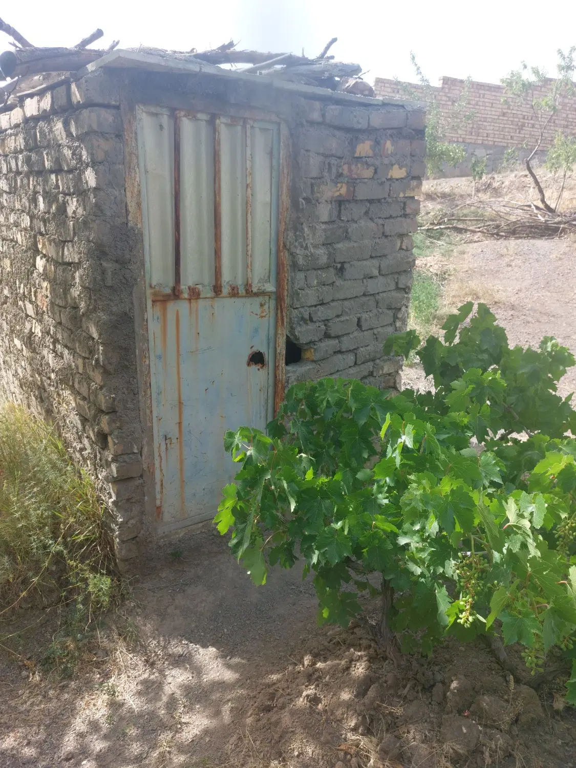 باغ گردو