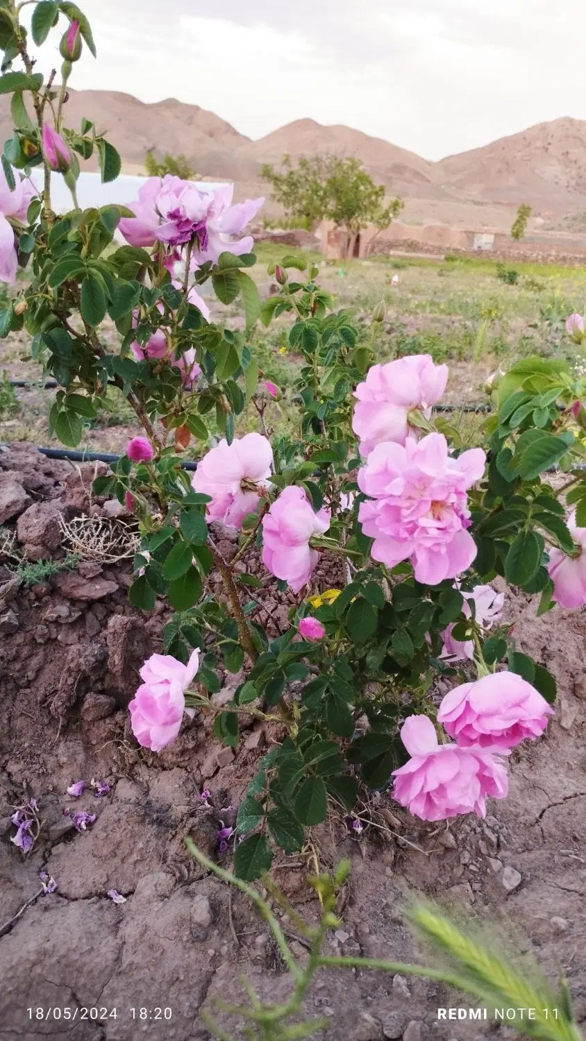 اجاره زمین جهت چایخانه ( موقعیت استثنایی)