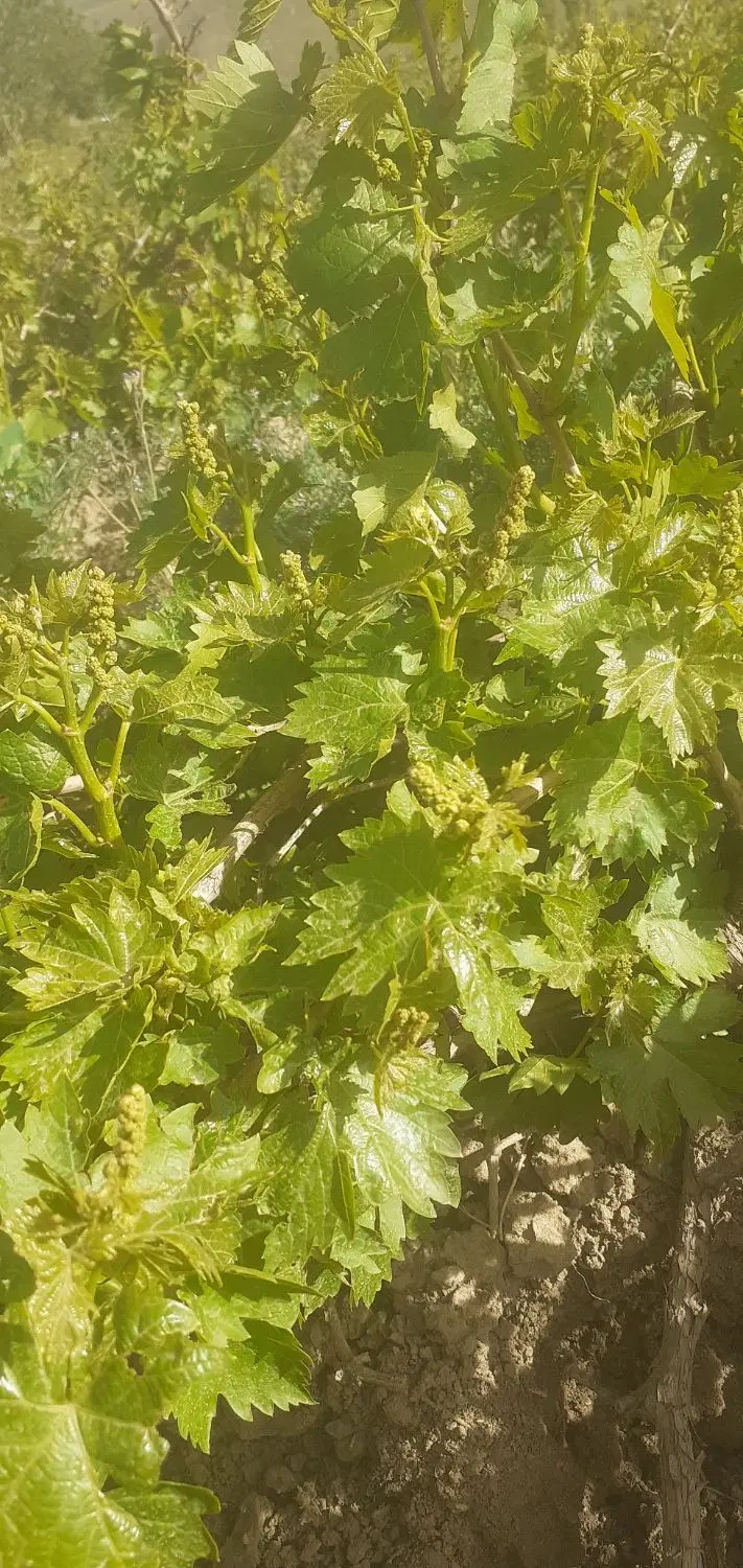 ۴۲۰۰متر باغ انگور در جوزان