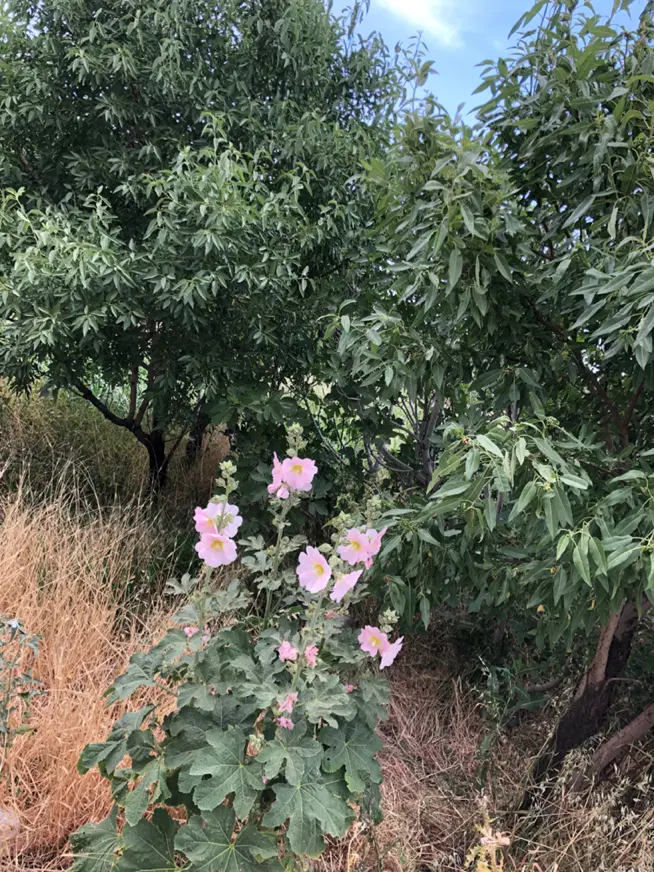 فروش ۱_۵ هکتار باغ پسته و بادام