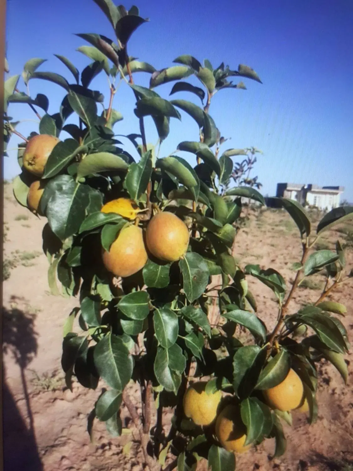 زمین با سند تک برگ و جواز دیوار ارزانترین منطقه